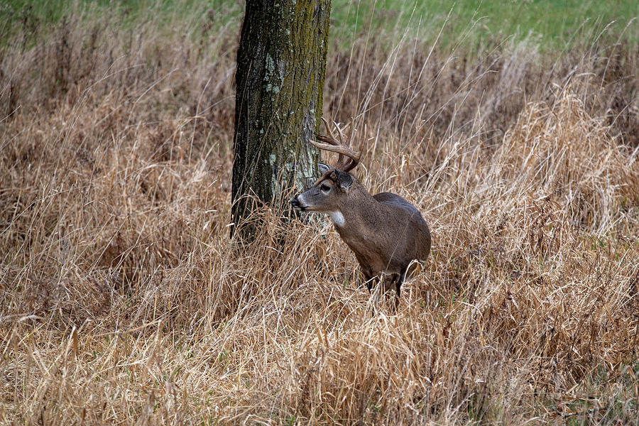 Whitetail buck in the grass Photograph by Dan Friend