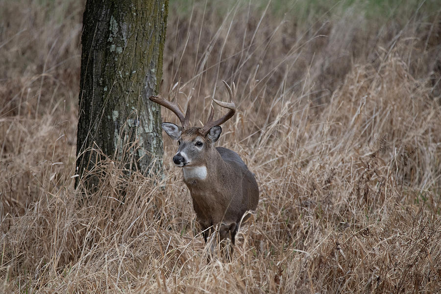 Whitetail buck in the grass looking Photograph by Dan Friend