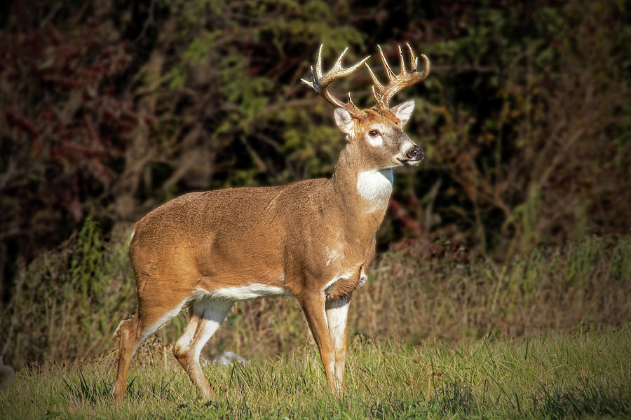 Whitetail Buck Photograph by Ira Marcus
