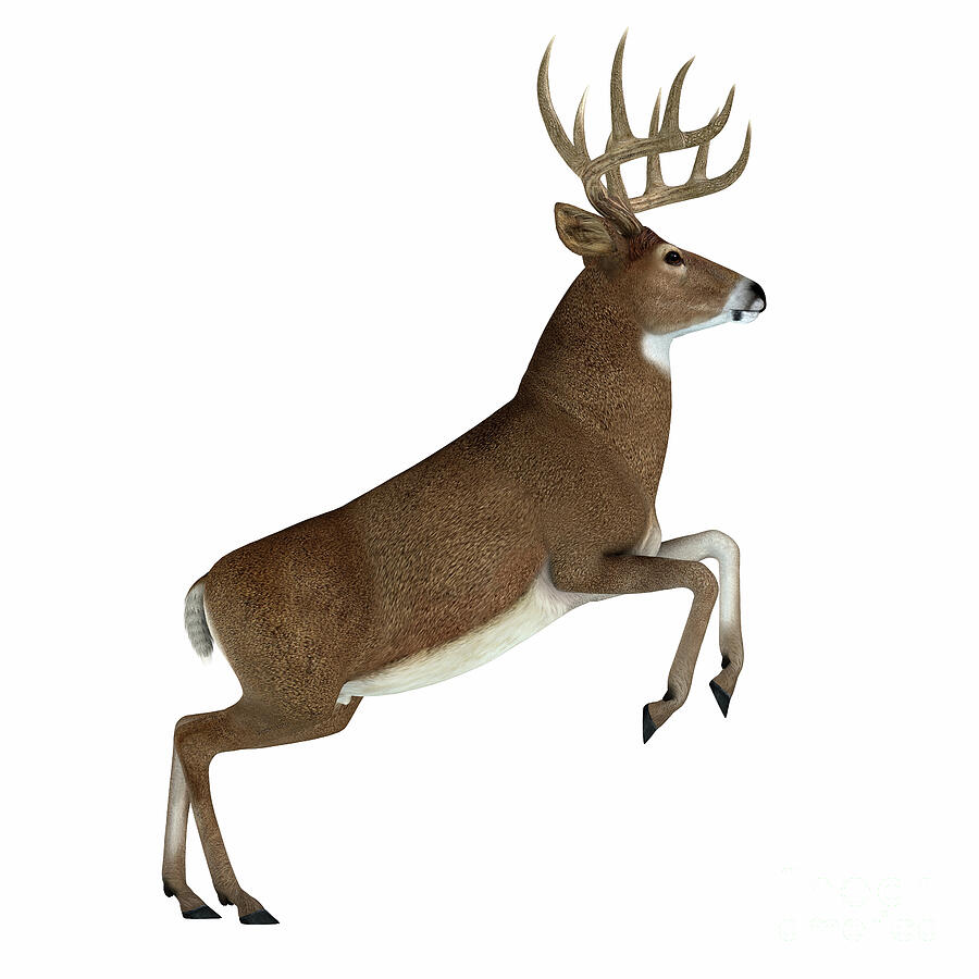 Whitetail Buck Jumping Digital Art by Corey Ford
