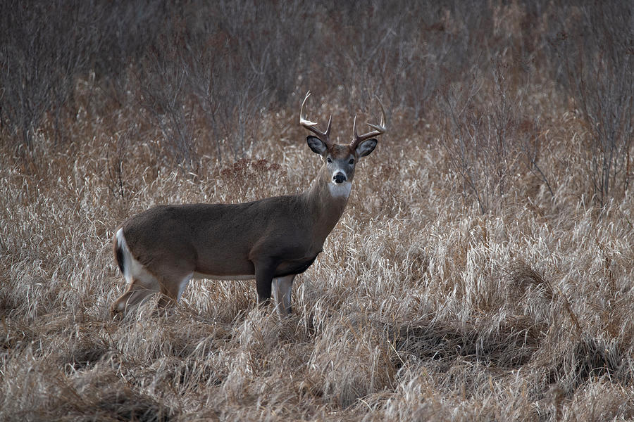 Whitetail buck looking back Photograph by Dan Friend