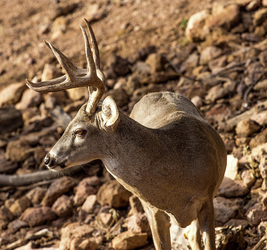 Whitetail Buck Looking To The Right Photograph