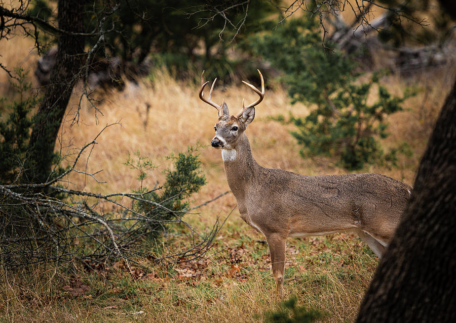 Whitetail Buck on Alert Photograph by Ron Long Ltd Photography