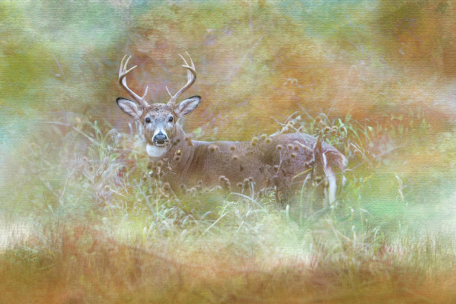 Whitetail Buck Painterly Autumn Photograph by Patti Deters