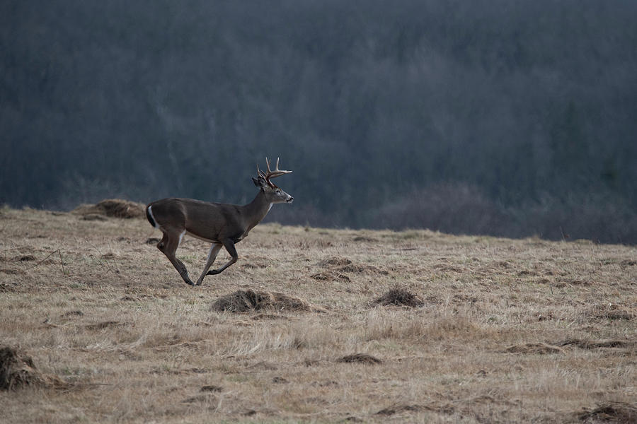 Whitetail buck running in a field Photograph by Dan Friend