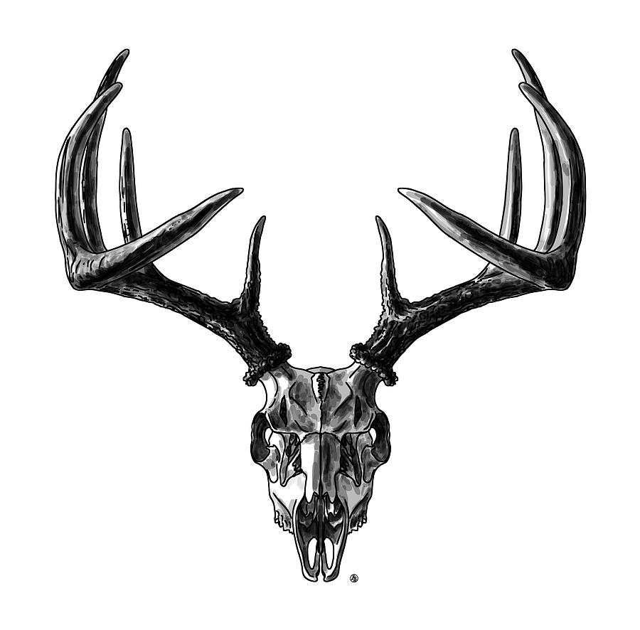 Whitetail Deer Skull Graphic Digital Art By David Burgess - Fine Art 