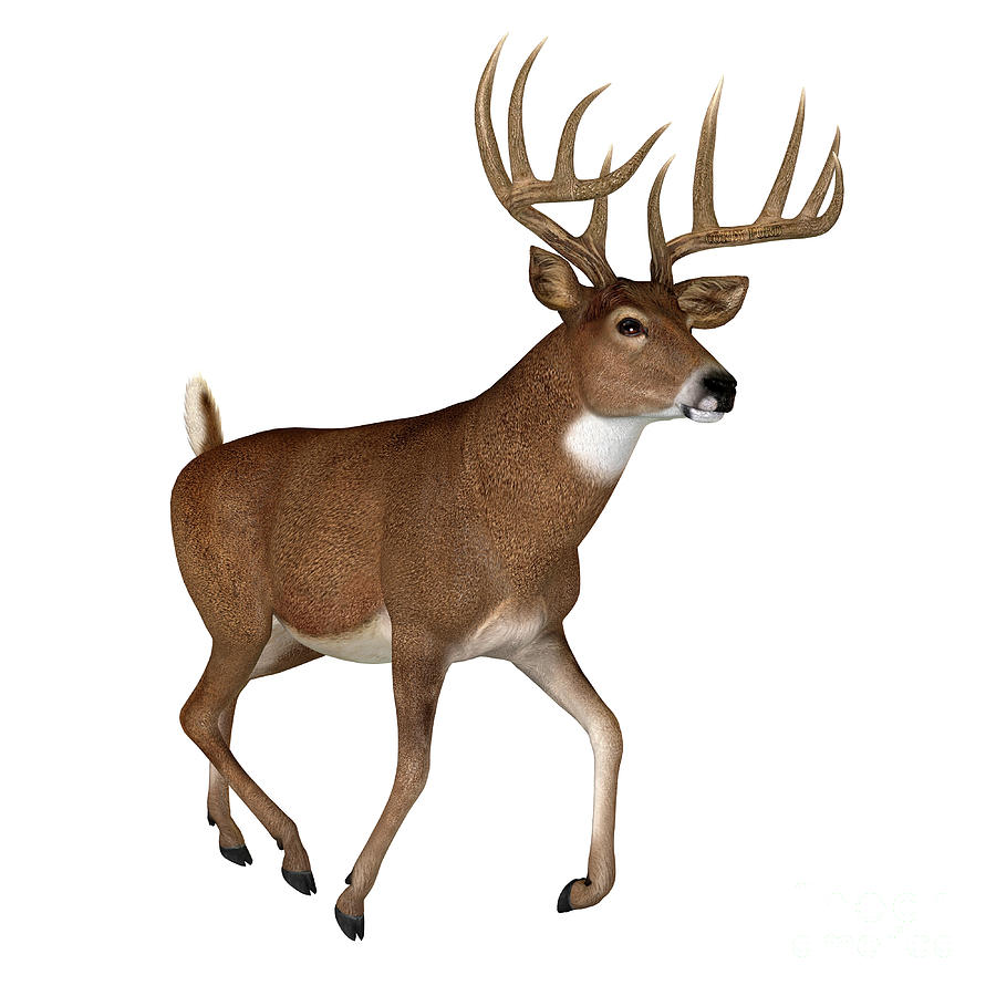Whitetail Buck Trotting Digital Art by Corey Ford