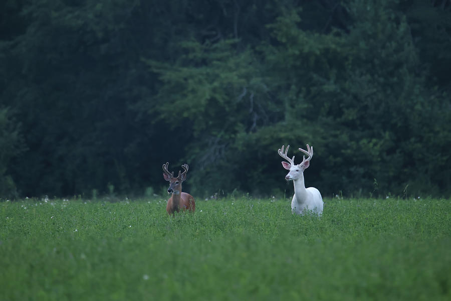 Whitetail Bucks Photograph by Brook Burling
