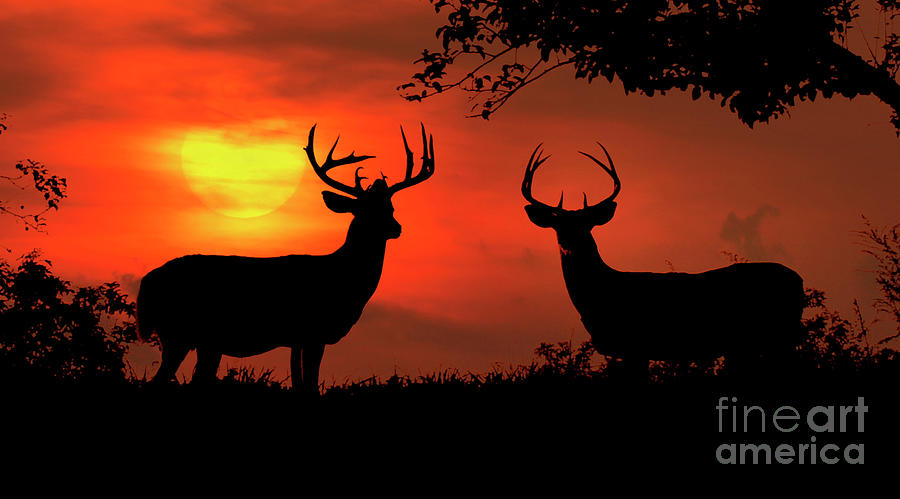 Whitetail Bucks Sunset III Photograph by Gary W Griffen - Pixels