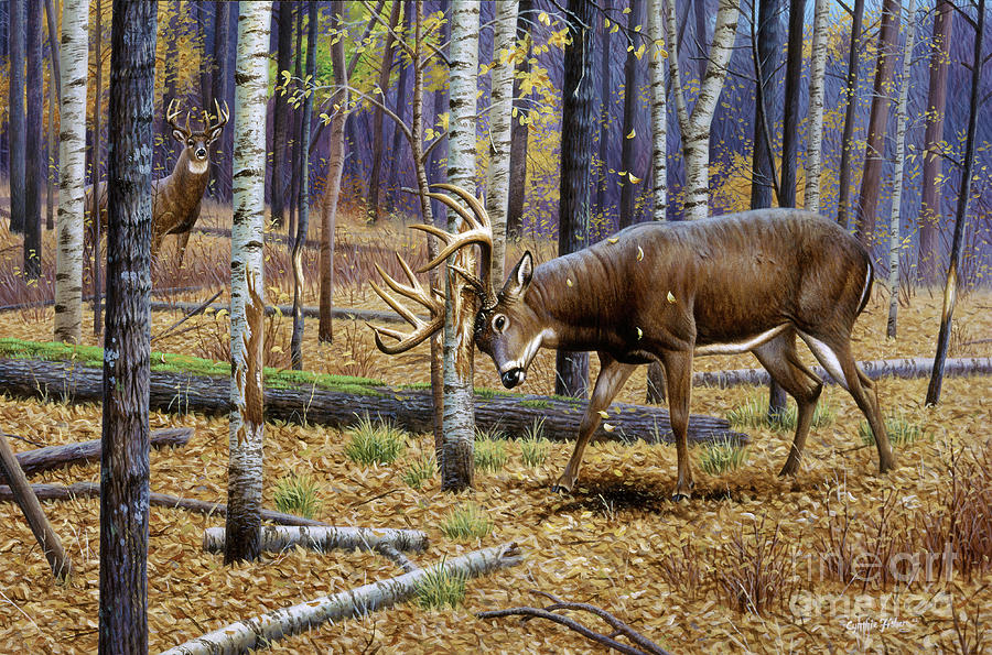 Whitetail Buk Deer Painting by Cynthie Fisher