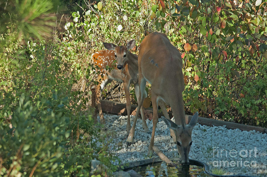 Whitetail Photograph by Cindy Murphy
