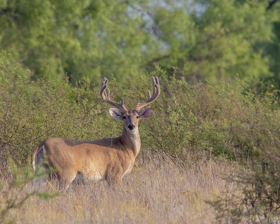 Whitetail Photograph by David Campbell - Fine Art America