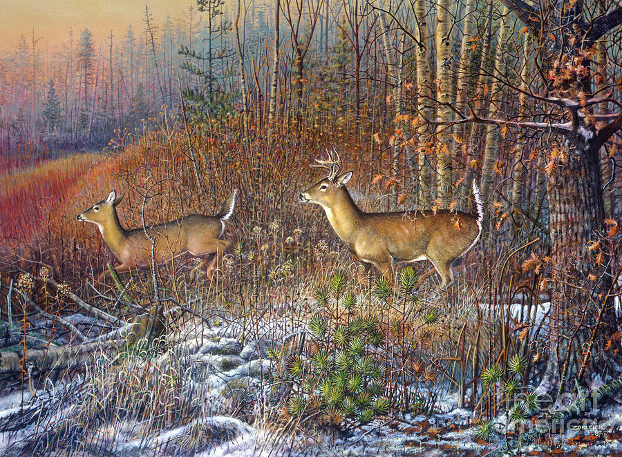 Whitetail deer 2 Painting by Scott Zoellick