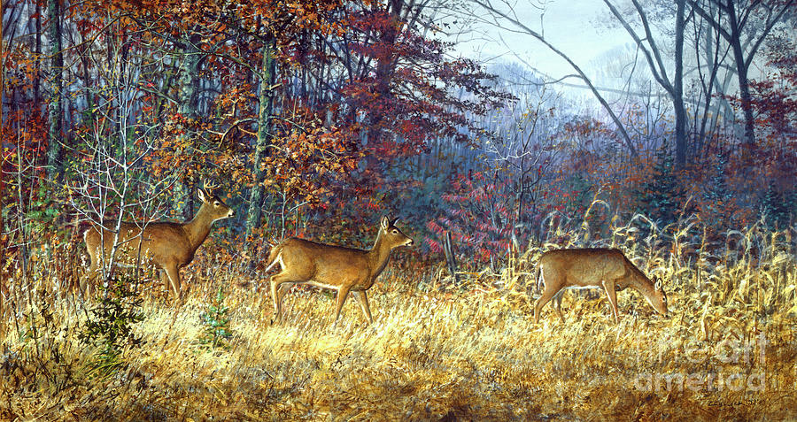Whitetail deer 3 Painting by Scott Zoellick