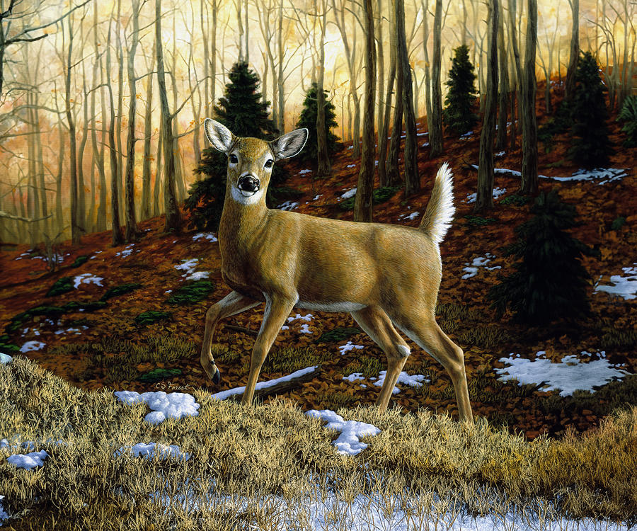 Whitetail Deer - Alerted Painting by Crista Forest