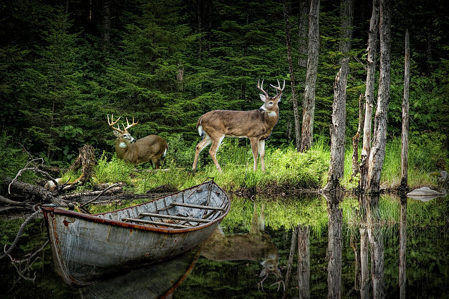 Whitetail Deer at the Edge of a Forest Pond by a Hunting Camp wi Photograph by Randall Nyhof
