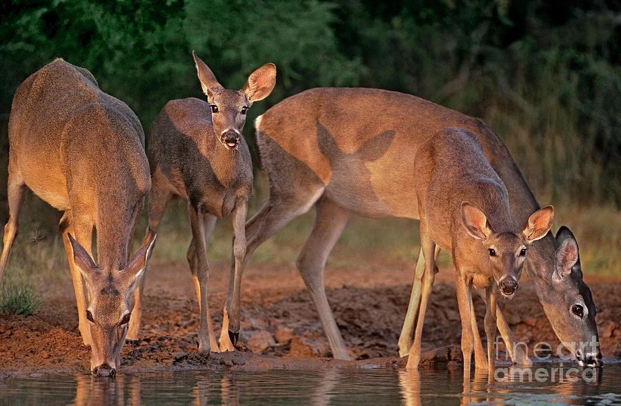 Whitetail Deer at Waterhole Texas Photograph by Dave Welling