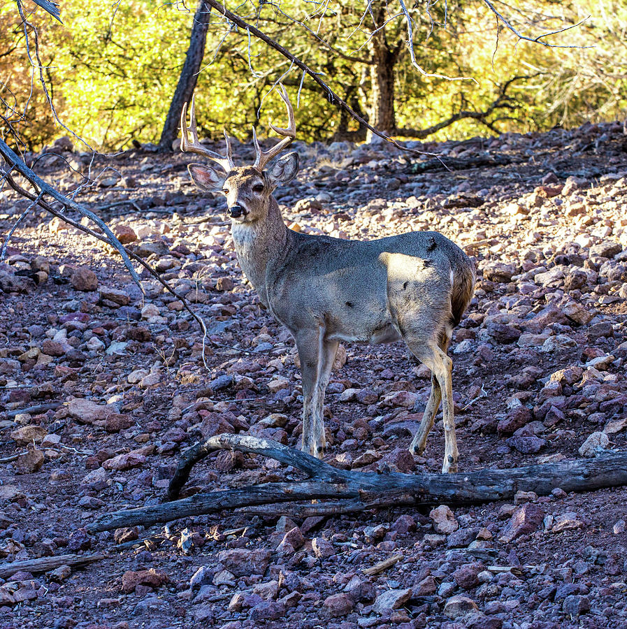 Whitetail Deer Buck 001128 Photograph