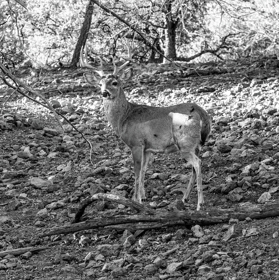 Whitetail Deer Buck 001129 Photograph