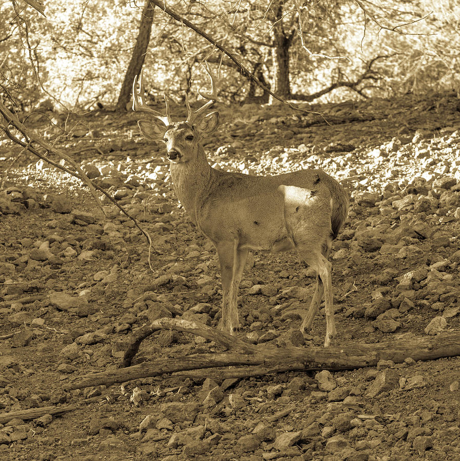 Whitetail Deer Buck 001130 Photograph
