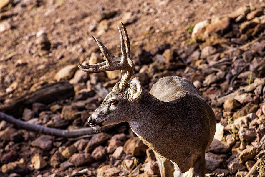 Whitetail Deer Buck 001294 Photograph