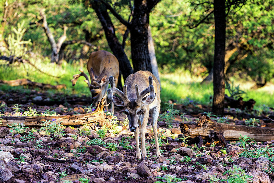 Whitetail Deer Buck 001457 Photograph
