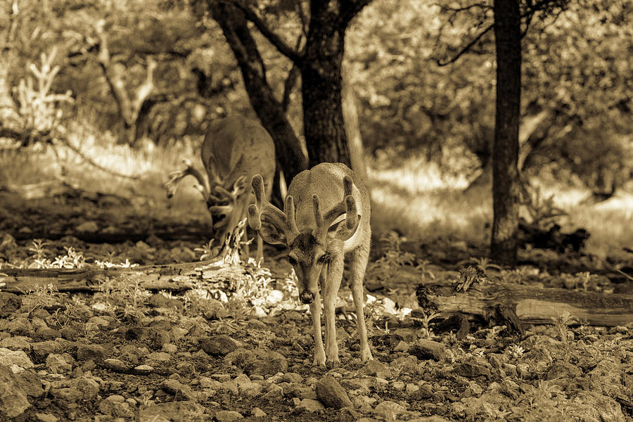 Whitetail Deer Buck 001459 Photograph