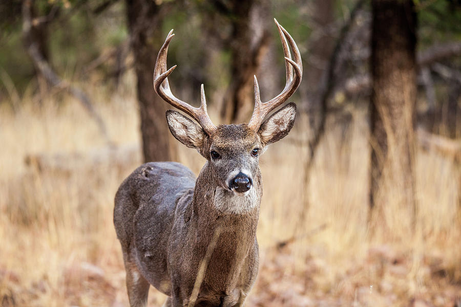 Whitetail Deer Buck 001928 Photograph by Renny Spencer