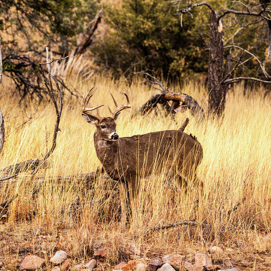 Whitetail Deer Buck 001982 Photograph by Renny Spencer - Fine Art America