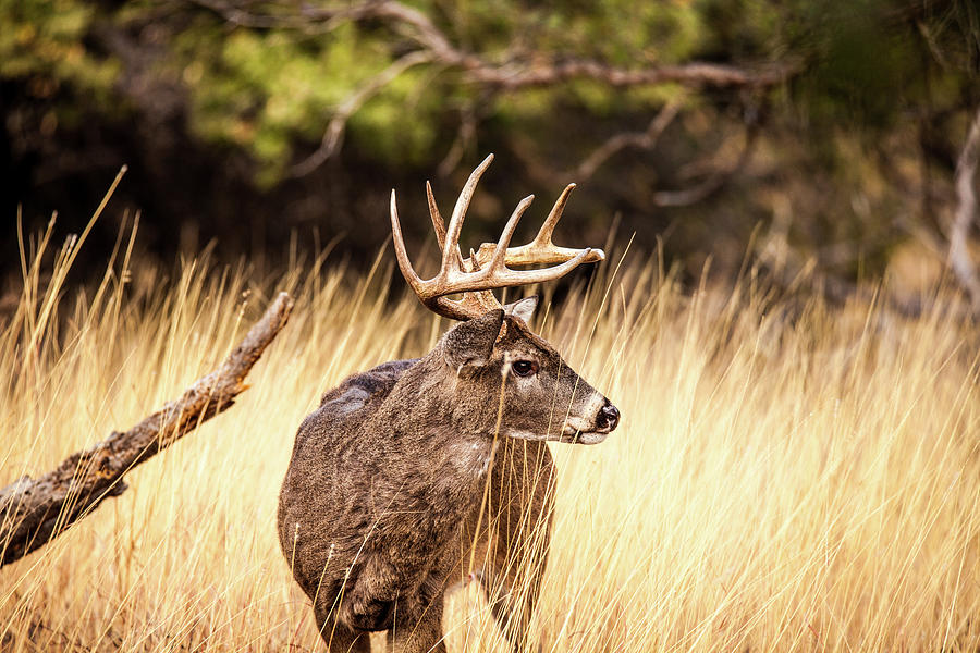 Whitetail Deer Buck 002002 Photograph by Renny Spencer