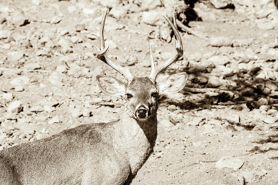 Whitetail Deer Buck 002091 Photograph