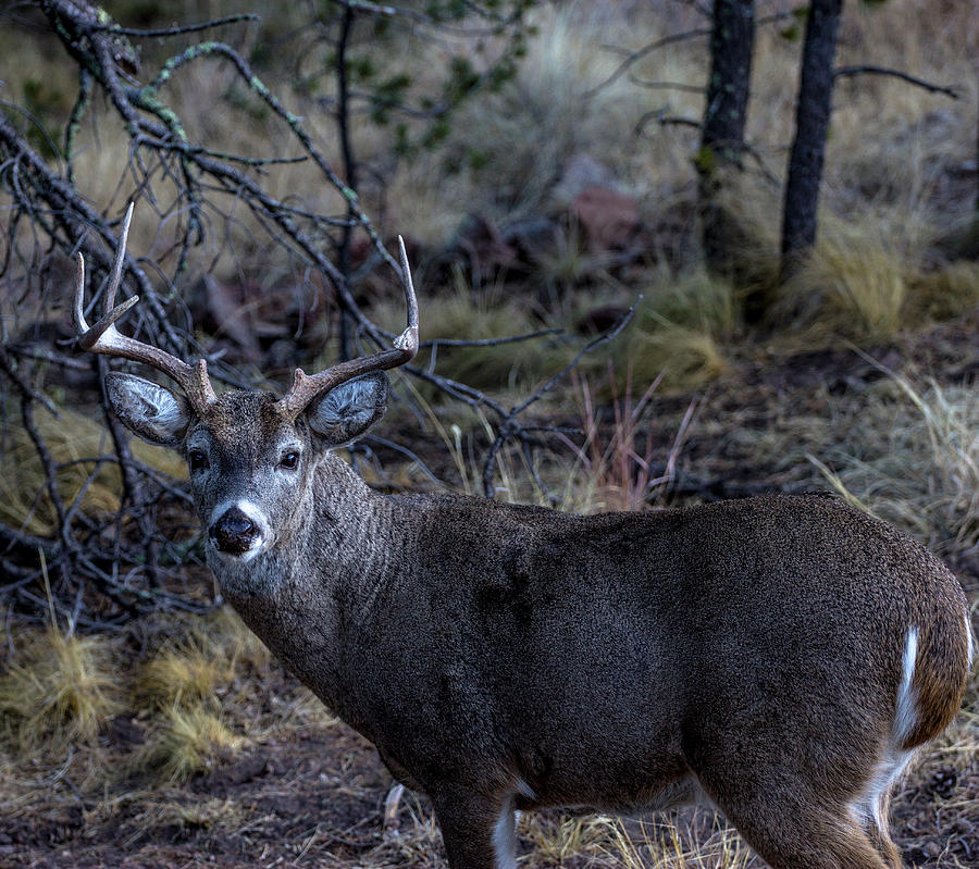 Whitetail Deer Buck 00919 Photograph by Renny Spencer