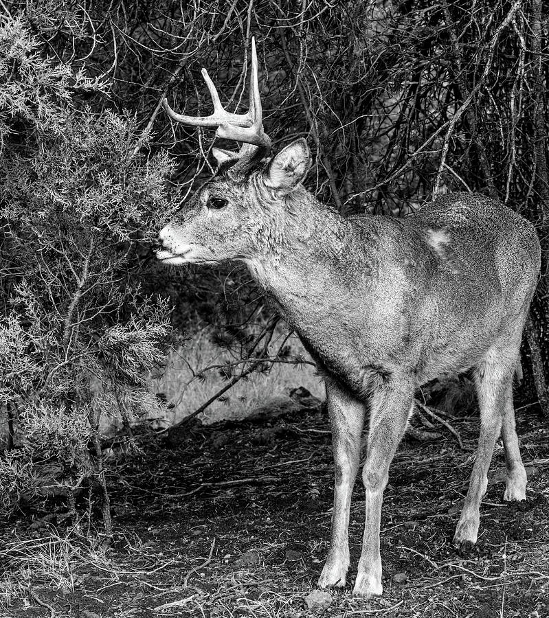 Whitetail Deer Buck 00937 Photograph by Renny Spencer - Pixels