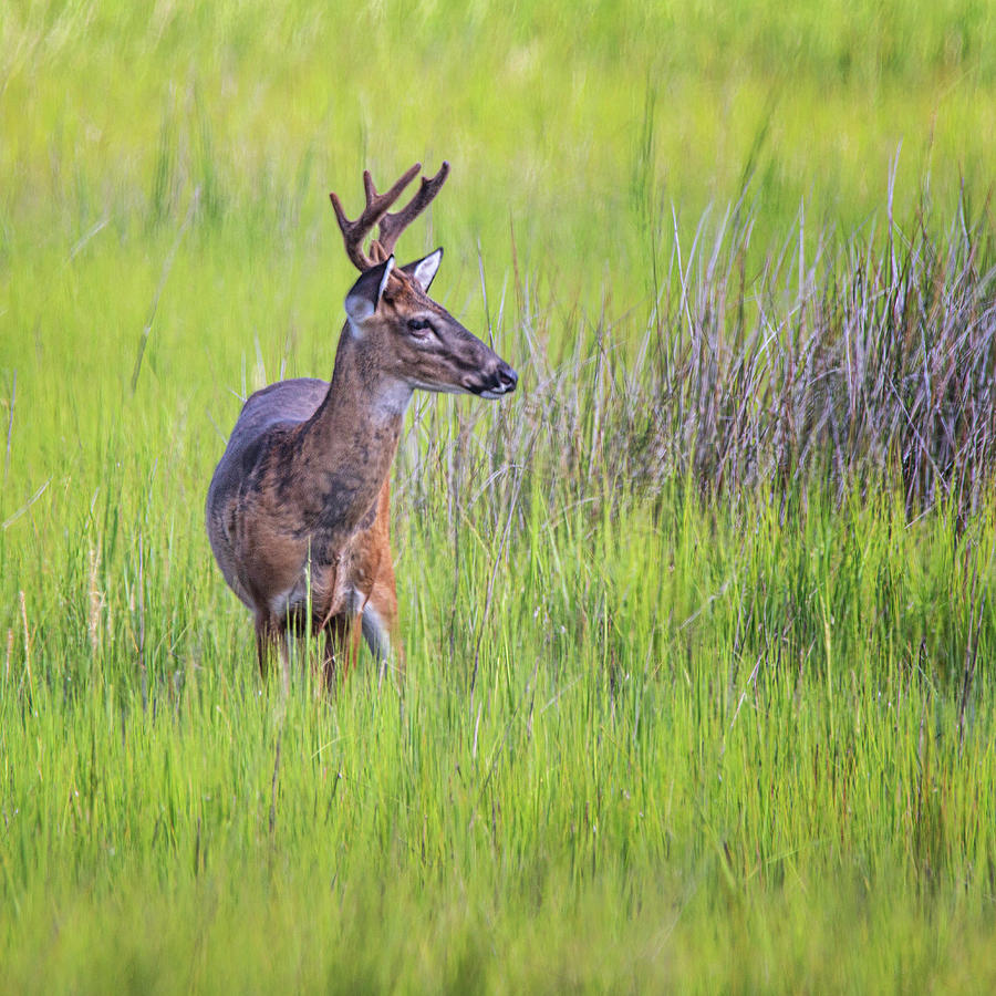 Whitetail Deer - Buck in the Wetlands Photograph by Bob Decker