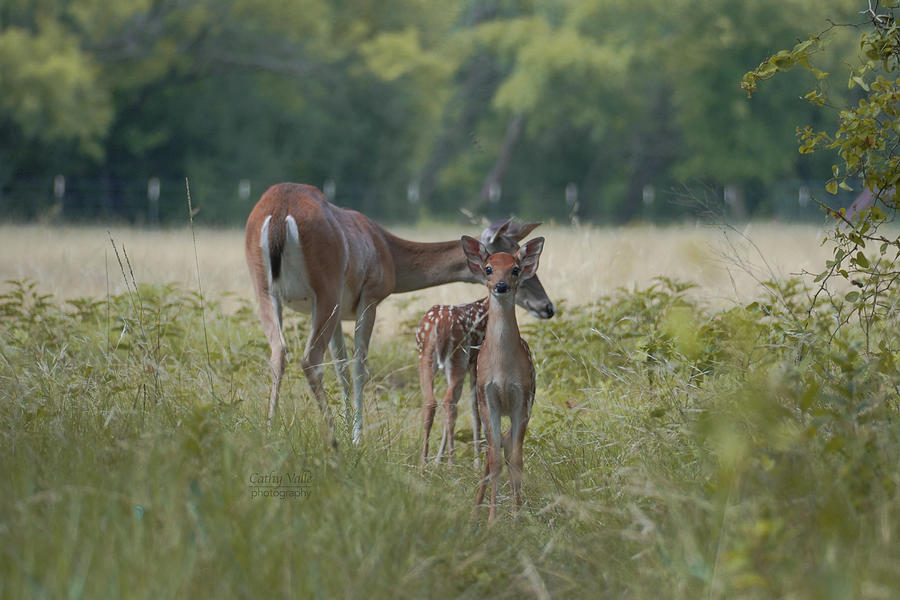 Whitetail Deer Photograph by Cathy Valle