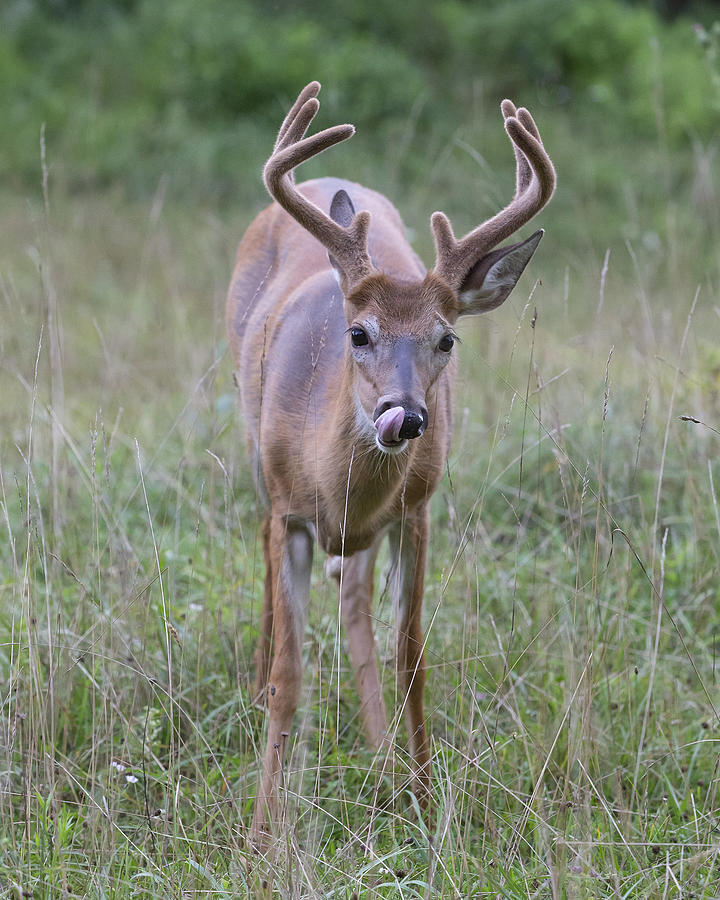 Whitetail Buck licking his nose Photograph by Charlie Cropp | Fine Art ...