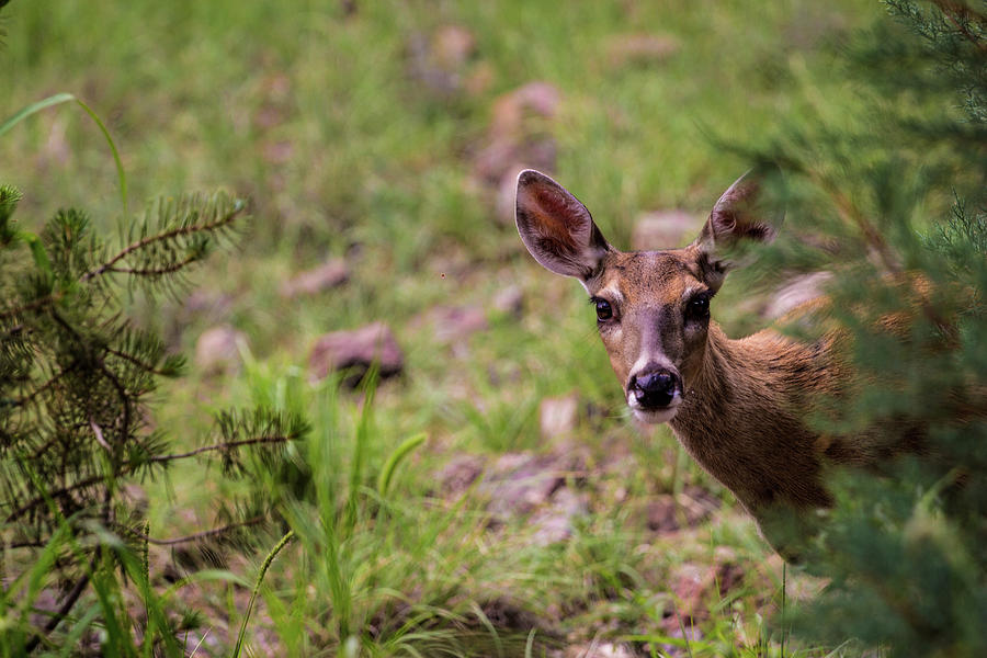 Whitetail Deer Doe 001505 Photograph