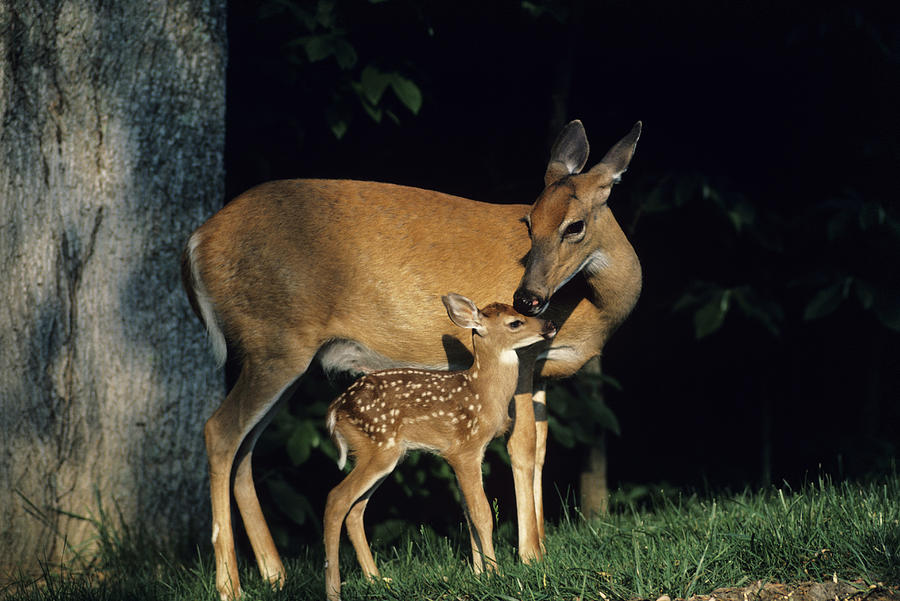 Whitetail deer doe and fawn Photograph by Tom Brakefield