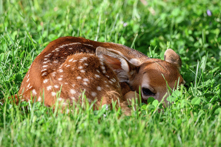 Whitetail Deer Fawn Resting In Grass Photograph by Ray Sheley - Fine ...