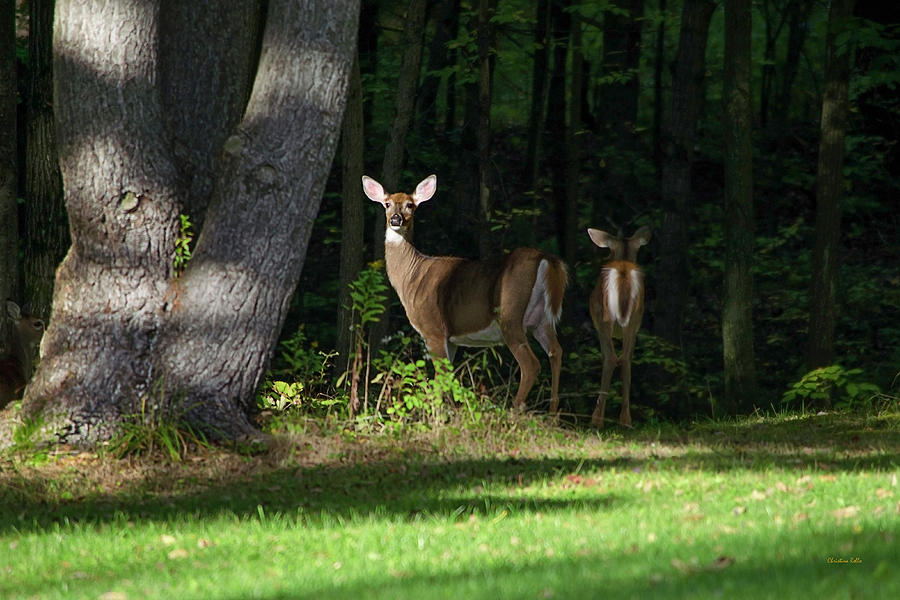 Whitetail Deer Hindsight Photograph by Christina Rollo