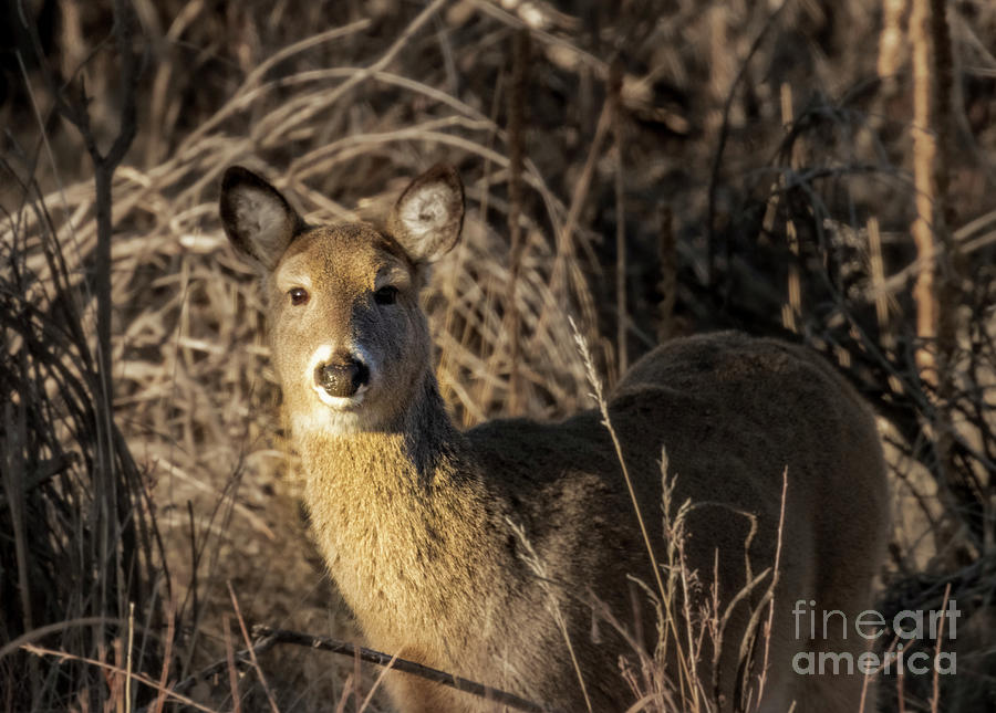 Whitetail Deer In The Rocky Mountain Arsenal Photograph