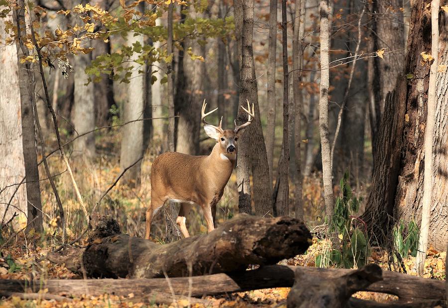 Illinois Whitetail Buck Deer in Rut Photograph by Joyce Werkheiser Pixels