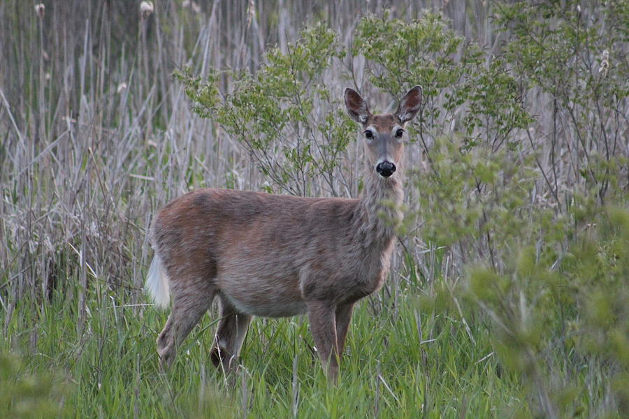 White-tailed Deer Photograph - Whitetail Deer, Lapham Peak by Callen Harty White-tailed Deer Photograph - Whitetail Deer, Lapham Peak by Callen Harty