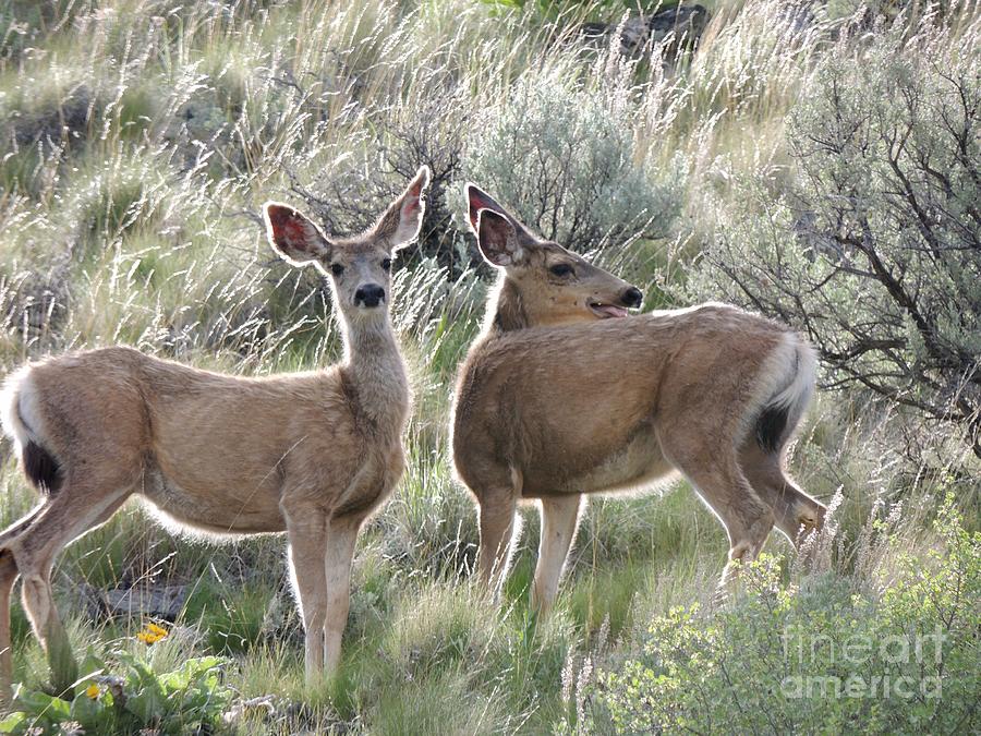 Whitetail Deer On The Hill Photograph by Vera M - Fine Art America