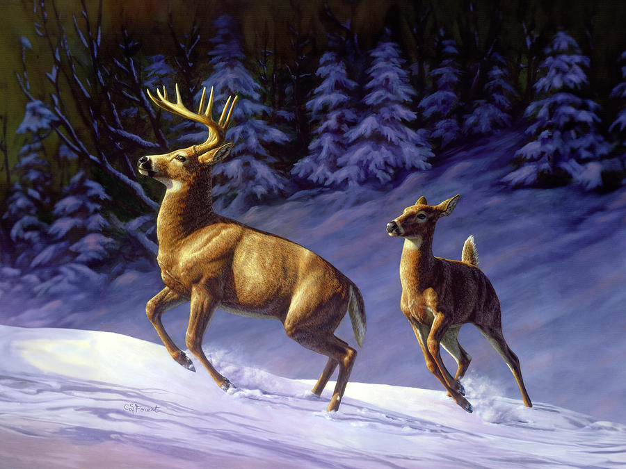 Whitetail Deer Painting - Startled Painting by Crista Forest