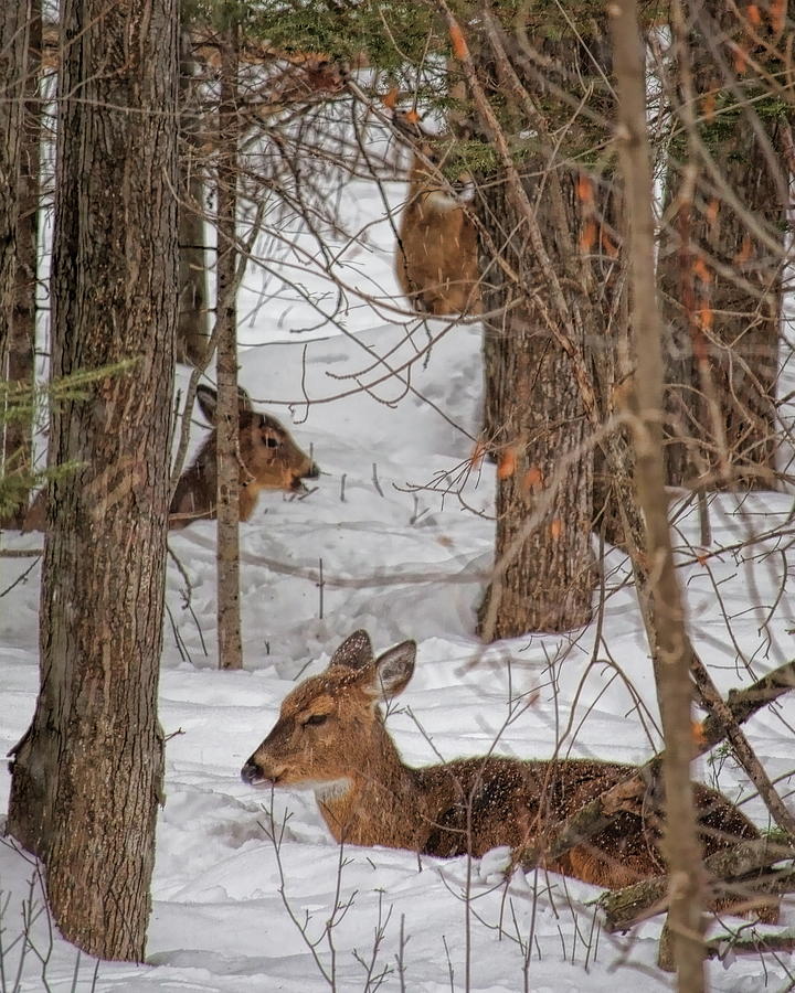 Whitetail Deer Relaxing In The Snow Photograph by Dale Kauzlaric