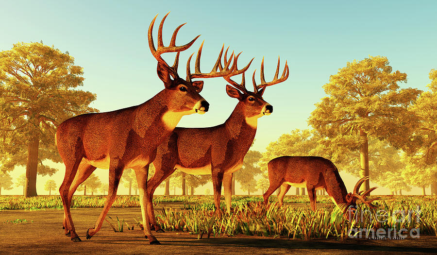 Deer Digital Art - Whitetail Deer Rendezvous by Corey Ford