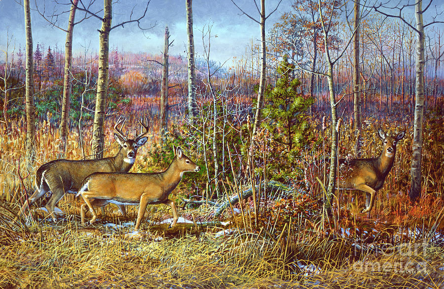 Whitetail Deer Painting by Scott Zoellick