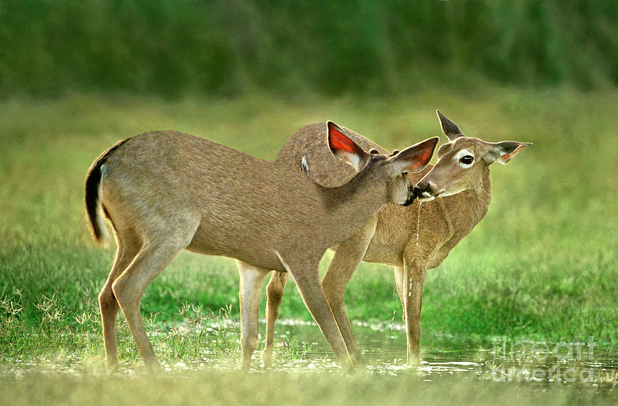 Whitetail Deer Share an Initmate Moment Texas Wildlife Photograph by Dave Welling
