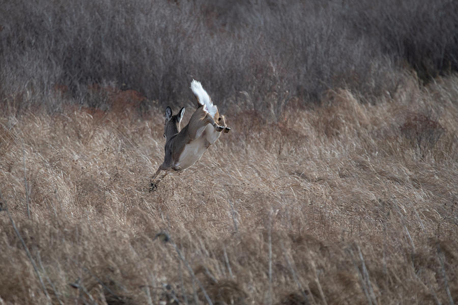 Whitetail deer tail up and jumping Photograph by Dan Friend